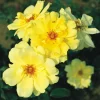 Golden Showers Yellow Climbing Rose Live Plant – Fragrant Outdoor Roses, 4-6 Inch Tall - Image 1