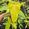 Golden Violin Philodendron Aurea Live Plant - 6 Inch Pot - Rare Tropical Houseplant - Image 1
