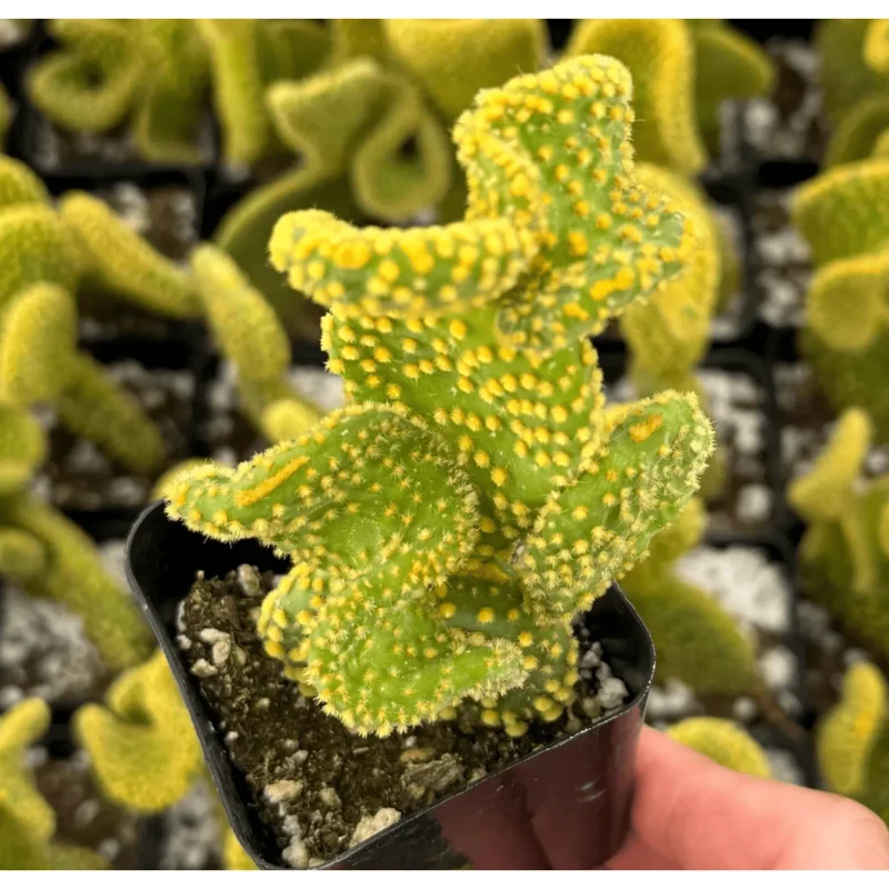 Golden Wavy Cactus Plant - Opuntia Microdasys Monstrosus Succulent - 2.5" Pot Golden Wavy Cactus Plant - Opuntia Microdasys Monstrosus Succulent - 2.5" Pot - Image 2