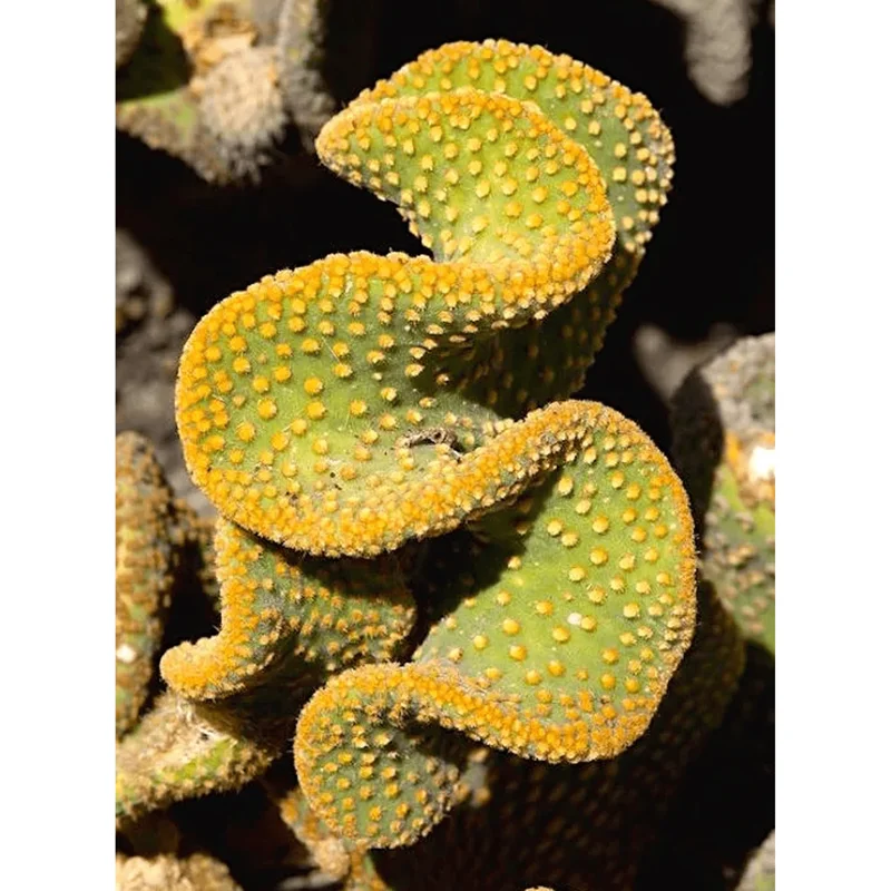 Golden Wavy Cactus Plant - Opuntia Microdasys Monstrosus Succulent - 2.5" Pot Golden Wavy Cactus Plant - Opuntia Microdasys Monstrosus Succulent - 2.5" Pot - Image 3