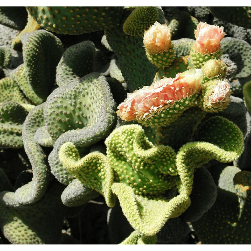 Golden Wavy Cactus Plant - Opuntia Microdasys Monstrosus Succulent - 2.5" Pot Golden Wavy Cactus Plant - Opuntia Microdasys Monstrosus Succulent - 2.5" Pot - Image 4