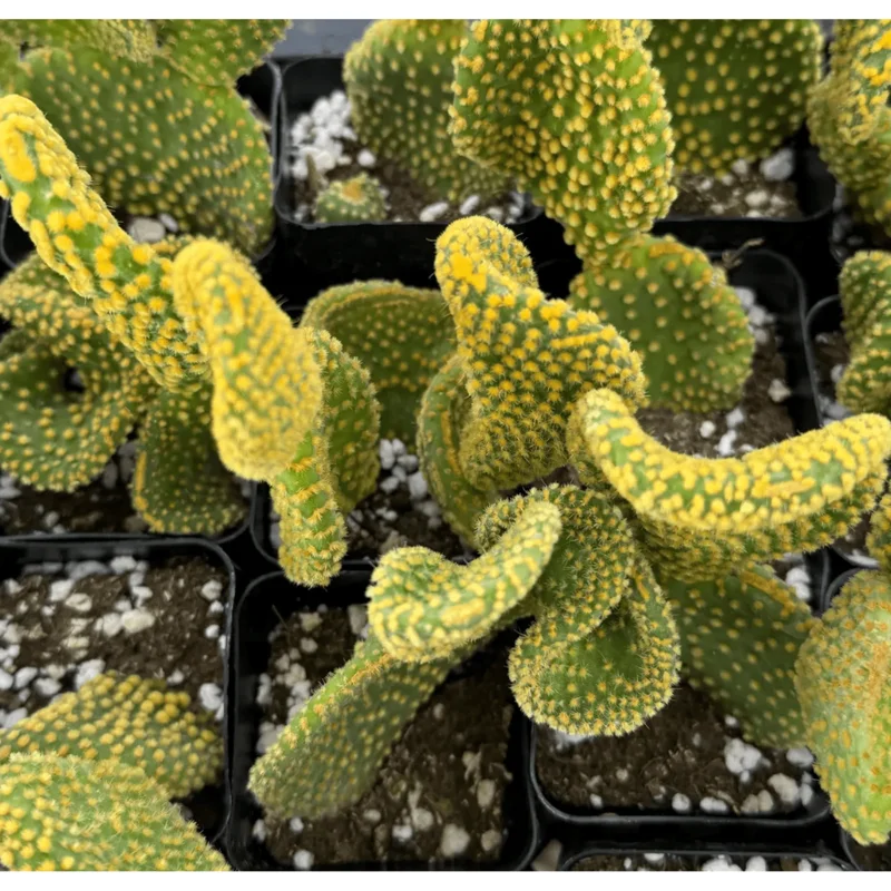 Golden Wavy Cactus Plant - Opuntia Microdasys Monstrosus Succulent - 2.5" Pot Golden Wavy Cactus Plant - Opuntia Microdasys Monstrosus Succulent - 2.5" Pot - Image 1