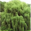 Golden Weeping Willow Tree Seeds - Salix babylonica Seeds - 5 Count Outdoor Golden Weeping Willow Tree Seeds - Salix babylonica Seeds - 5 Count Outdoor - Image 1