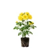 Golden Yellow Climbing Rose Live Plant - 4-6 Inch Tall, Outdoor Garden - Image 1