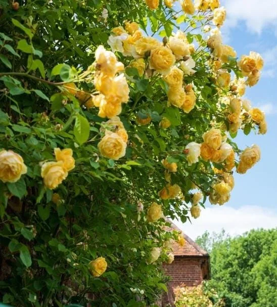 Golden Yellow Climbing Rose Live Plant - Heirloom, Fragrant, 4-7 Inch Tall Golden Yellow Climbing Rose Live Plant - Heirloom, Fragrant, 4-7 Inch Tall - Image 2