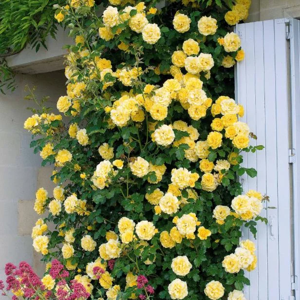 Golden Yellow Climbing Rose Live Plant - Heirloom, Fragrant, 4-7 Inch Tall Golden Yellow Climbing Rose Live Plant - Heirloom, Fragrant, 4-7 Inch Tall - Image 5