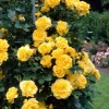 Golden Yellow Climbing Rose Live Plant - Heirloom, Fragrant, 4-7 Inch Tall Golden Yellow Climbing Rose Live Plant - Heirloom, Fragrant, 4-7 Inch Tall - Image 1