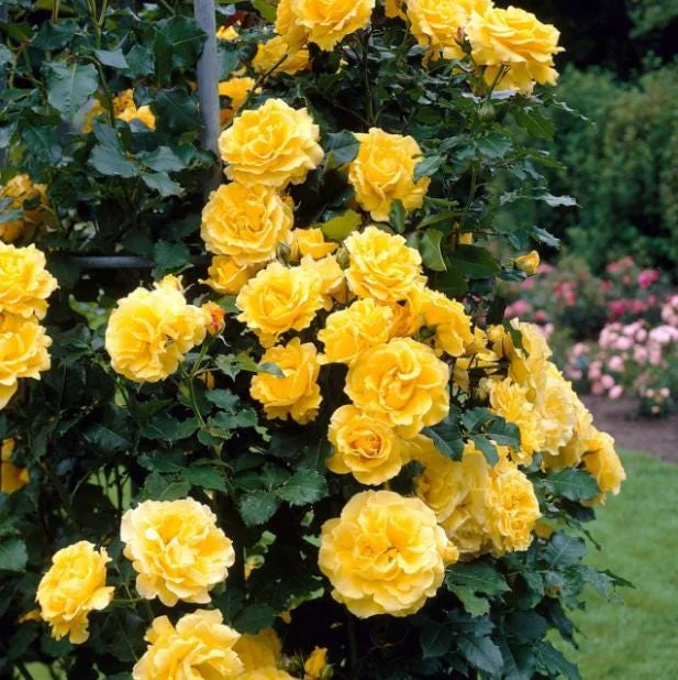 Golden Yellow Climbing Rose Live Plant - Heirloom, Fragrant, 4-7 Inch Tall Golden Yellow Climbing Rose Live Plant - Heirloom, Fragrant, 4-7 Inch Tall - Image 1