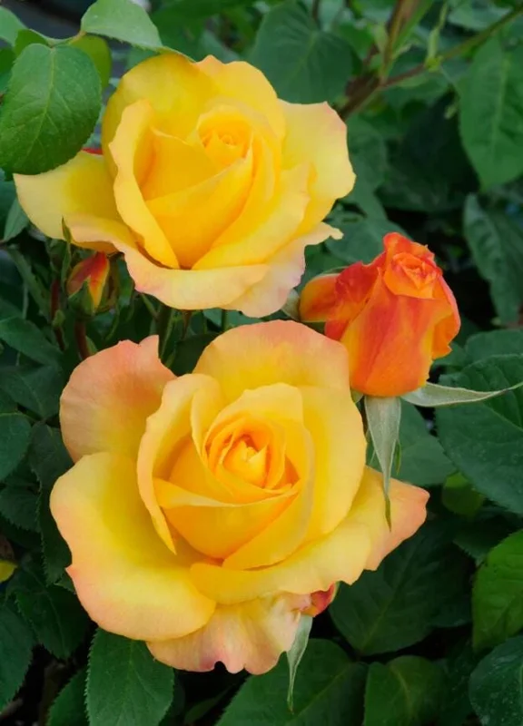 Golden Yellow Rose Plant Live – Fragrant Rose Bush Starter – 5-8 Inch Tall Outdoor - Image 2
