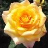 Golden Yellow Rose Plant Live – Fragrant Rose Bush Starter – 5-8 Inch Tall Outdoor - Image 1