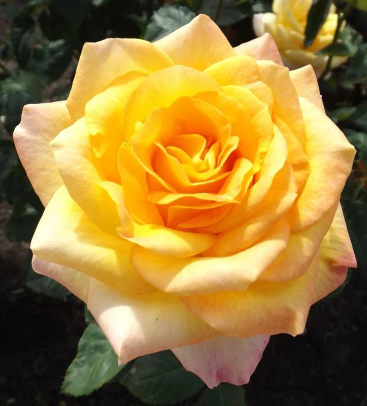 Golden Yellow Rose Plant Live – Fragrant Rose Bush Starter – 5-8 Inch Tall Outdoor - Image 1