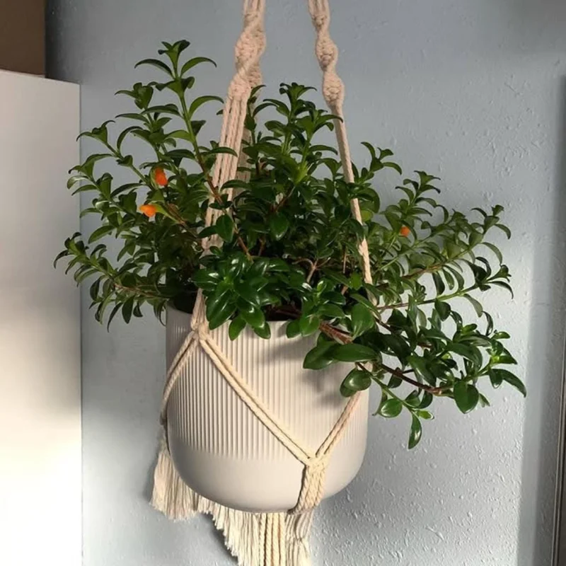 Goldfish Plant Live Houseplant - Trailing Vine, Orange Blooms, 7 Inches Tall Goldfish Plant Live Houseplant - Trailing Vine, Orange Blooms, 7 Inches Tall - Image 2
