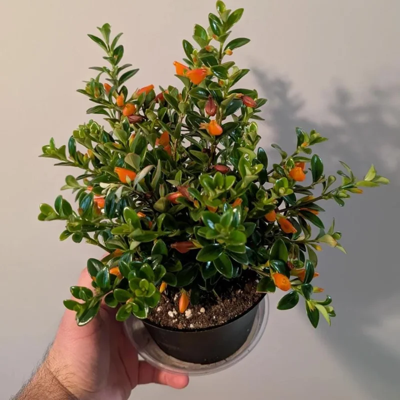Goldfish Plant Live Houseplant - Trailing Vine, Orange Blooms, 7 Inches Tall Goldfish Plant Live Houseplant - Trailing Vine, Orange Blooms, 7 Inches Tall - Image 3