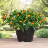 Goldfish Plant Live Houseplant - Trailing Vine, Orange Blooms, 7 Inches Tall Goldfish Plant Live Houseplant - Trailing Vine, Orange Blooms, 7 Inches Tall - Image 1