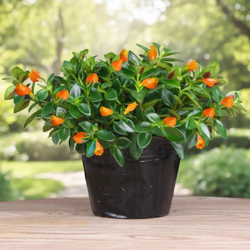 Goldfish Plant Live Houseplant - Trailing Vine, Orange Blooms, 7 Inches Tall Goldfish Plant Live Houseplant - Trailing Vine, Orange Blooms, 7 Inches Tall - Image 1