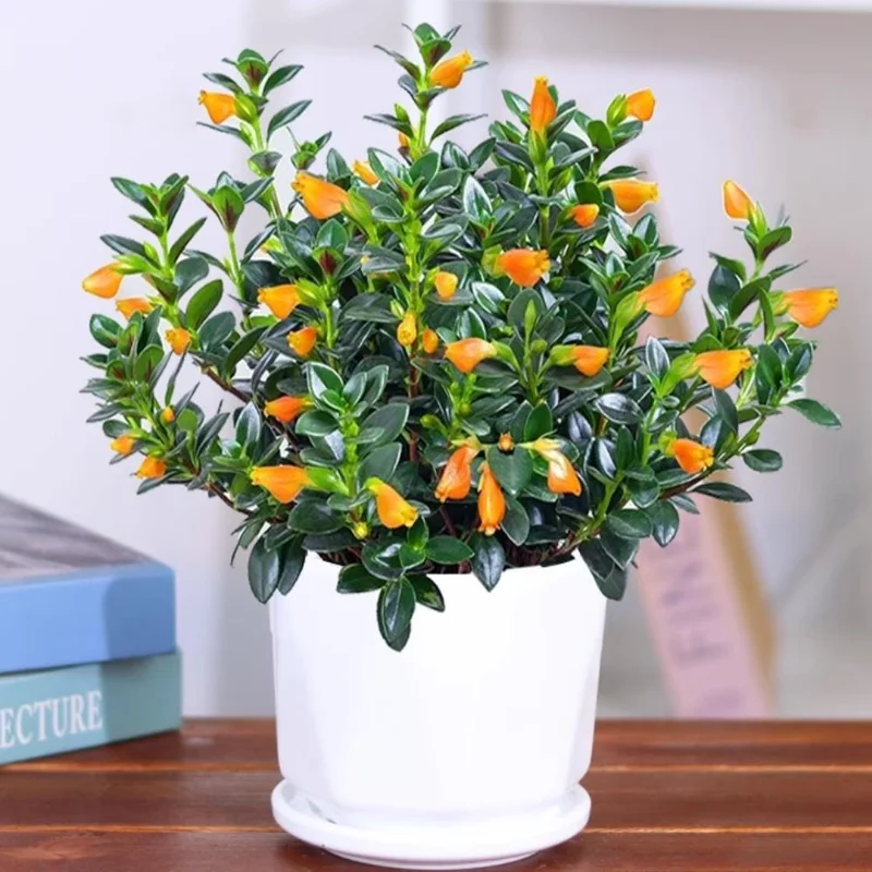Goldfish Plant Live Houseplant - Trailing Vine, Orange Blooms, 7 Inches Tall Goldfish Plant Live Houseplant - Trailing Vine, Orange Blooms, 7 Inches Tall - Image 4