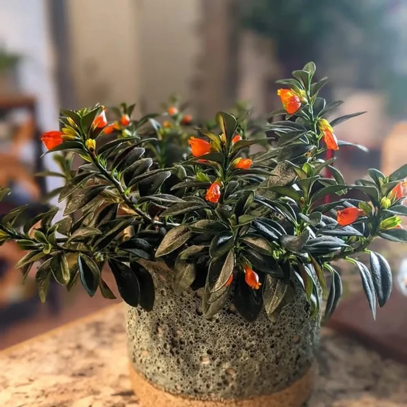 Goldfish Plant Live Houseplant - Trailing Vine, Orange Blooms, 7 Inches Tall Goldfish Plant Live Houseplant - Trailing Vine, Orange Blooms, 7 Inches Tall - Image 5