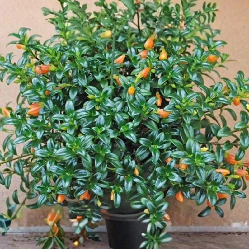 Goldfish Plant Live Houseplant - Trailing Vine, Orange Blooms, 7 Inches Tall Goldfish Plant Live Houseplant - Trailing Vine, Orange Blooms, 7 Inches Tall - Image 6
