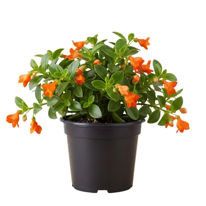 Goldfish Plant Live Houseplant - Trailing Vine, Orange Blooms, 7 Inches Tall Goldfish Plant Live Houseplant - Trailing Vine, Orange Blooms, 7 Inches Tall - Image 7