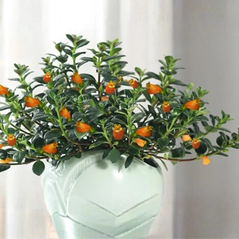 Goldfish Plant Live Houseplant - Trailing Vine, Orange Blooms, 7 Inches Tall Goldfish Plant Live Houseplant - Trailing Vine, Orange Blooms, 7 Inches Tall - Image 8