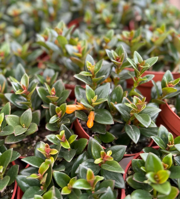 Goldfish Plant Live - Nematanthus Gregarius Houseplant in 4 Inch Pot, Orange Flowers Goldfish Plant Live - Nematanthus Gregarius Houseplant in 4 Inch Pot, Orange Flowers - Image 2
