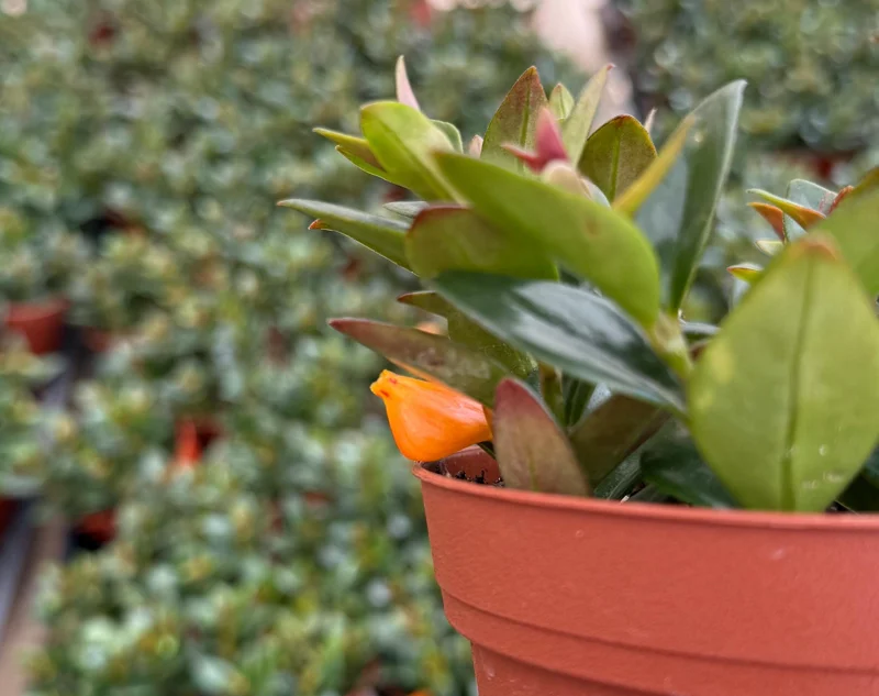 Goldfish Plant Live - Nematanthus Gregarius Houseplant in 4 Inch Pot, Orange Flowers Goldfish Plant Live - Nematanthus Gregarius Houseplant in 4 Inch Pot, Orange Flowers - Image 3