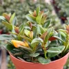 Goldfish Plant Live - Nematanthus Gregarius Houseplant in 4 Inch Pot, Orange Flowers Goldfish Plant Live - Nematanthus Gregarius Houseplant in 4 Inch Pot, Orange Flowers - Image 1
