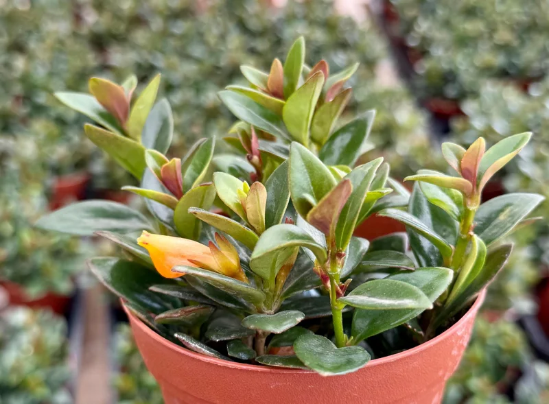 Goldfish Plant Live - Nematanthus Gregarius Houseplant in 4 Inch Pot, Orange Flowers Goldfish Plant Live - Nematanthus Gregarius Houseplant in 4 Inch Pot, Orange Flowers - Image 1
