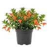 Goldfish Plant Live - Trailing Houseplant - Orange Flowers - 2 Inch Pot Goldfish Plant Live - Trailing Houseplant - Orange Flowers - 2 Inch Pot - Image 1