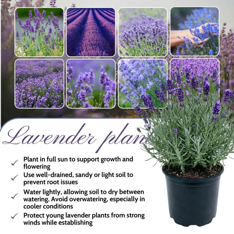 Goodwin Creek Blue Lavender Live Plant - 2 Pack, 4-6 Inch Height, Fragrant Perennial Herb for Outdoor Gardens - Image 2