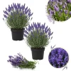 Goodwin Creek Blue Lavender Live Plant - 2 Pack, 4-6 Inch Height, Fragrant Perennial Herb for Outdoor Gardens - Image 1