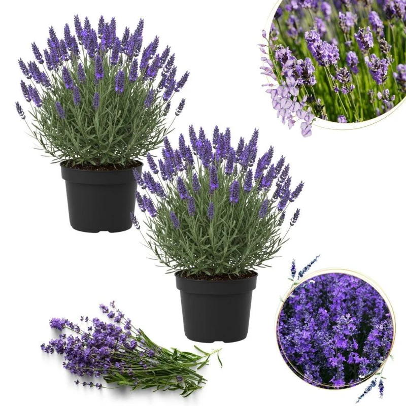 Goodwin Creek Blue Lavender Live Plant - 2 Pack, 4-6 Inch Height, Fragrant Perennial Herb for Outdoor Gardens - Image 1