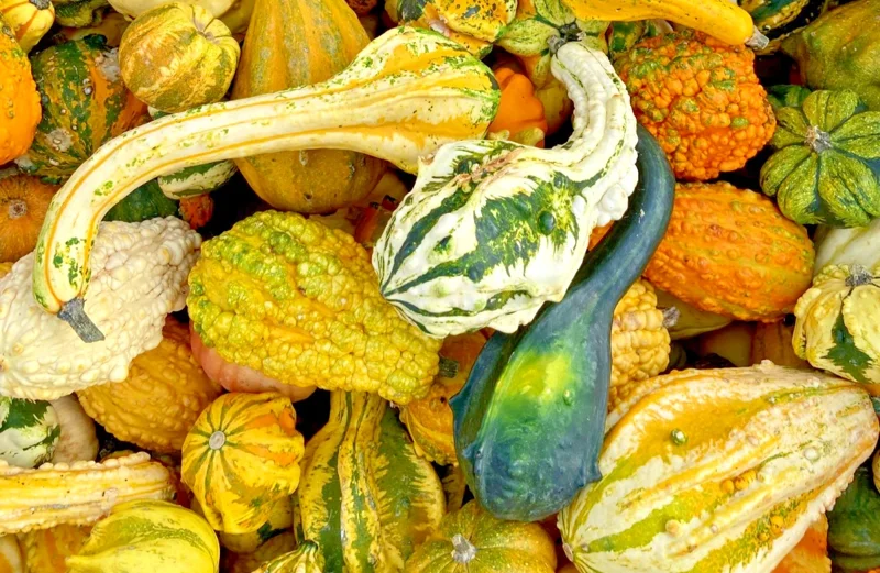 Gourd Seeds – Colorful Goose Neck & Ribbed Varieties – 15 Seeds – Outdoor - Image 2