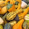 Gourd Seeds – Colorful Goose Neck & Ribbed Varieties – 15 Seeds – Outdoor - Image 1