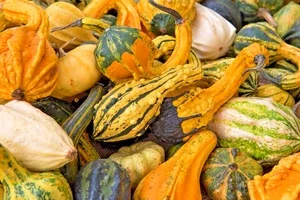Gourd Seeds – Colorful Goose Neck & Ribbed Varieties – 15 Seeds – Outdoor - Image 1