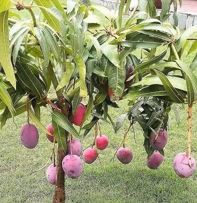 Grafted Mango Live Tropical Fruit Tree 15-25 inch Tall - Indoor/Outdoor Edible Plant Grafted Mango Live Tropical Fruit Tree 15-25 inch Tall - Indoor/Outdoor Edible Plant - Image 2