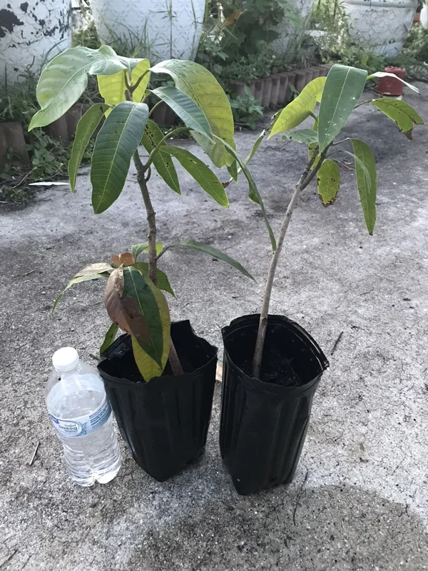 Grafted Mango Live Tropical Fruit Tree 15-25 inch Tall - Indoor/Outdoor Edible Plant Grafted Mango Live Tropical Fruit Tree 15-25 inch Tall - Indoor/Outdoor Edible Plant - Image 3