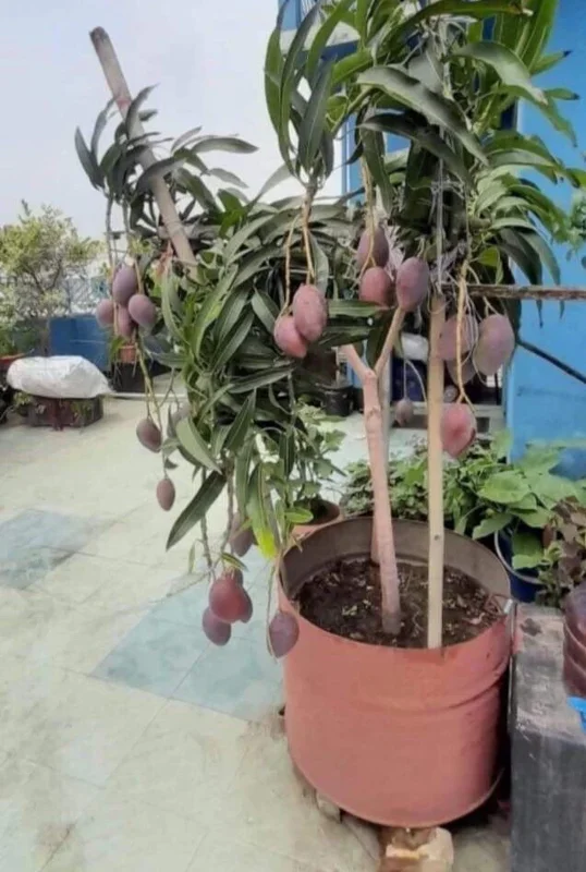 Grafted Mango Live Tropical Fruit Tree 15-25 inch Tall - Indoor/Outdoor Edible Plant Grafted Mango Live Tropical Fruit Tree 15-25 inch Tall - Indoor/Outdoor Edible Plant - Image 4