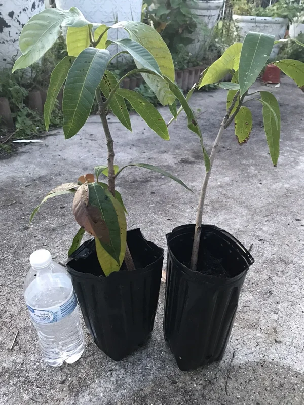 Grafted Mango Live Tropical Fruit Tree 15-25 inch Tall - Indoor/Outdoor Edible Plant Grafted Mango Live Tropical Fruit Tree 15-25 inch Tall - Indoor/Outdoor Edible Plant - Image 5