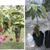 Grafted Mango Live Tropical Fruit Tree 15-25 inch Tall - Indoor/Outdoor Edible Plant - Image 1