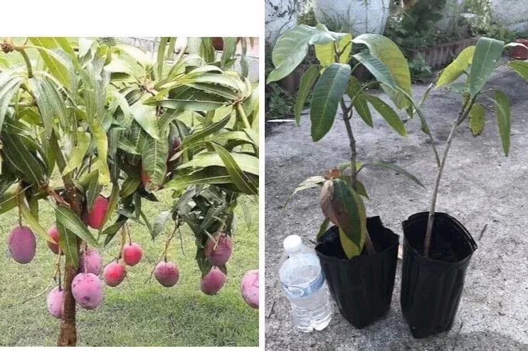 Grafted Mango Live Tropical Fruit Tree 15-25 inch Tall - Indoor/Outdoor Edible Plant Grafted Mango Live Tropical Fruit Tree 15-25 inch Tall - Indoor/Outdoor Edible Plant - Image 1