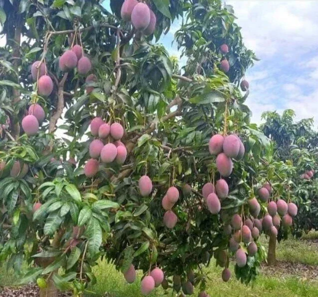 Grafted Mango Live Tropical Fruit Tree 15-25 inch Tall - Indoor/Outdoor Edible Plant Grafted Mango Live Tropical Fruit Tree 15-25 inch Tall - Indoor/Outdoor Edible Plant - Image 6