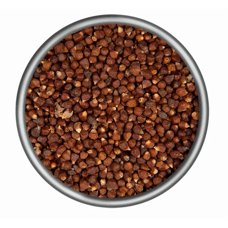 Grains of Paradise Live Plant Starter, Alligator Pepper, 4-8 Inch Tall, Perennial Grains of Paradise Live Plant Starter, Alligator Pepper, 4-8 Inch Tall, Perennial - Image 2