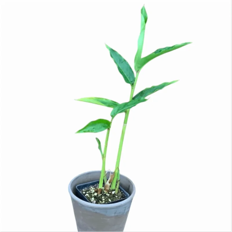 Grains of Paradise Live Plant Starter, Alligator Pepper, 4-8 Inch Tall, Perennial Grains of Paradise Live Plant Starter, Alligator Pepper, 4-8 Inch Tall, Perennial - Image 3