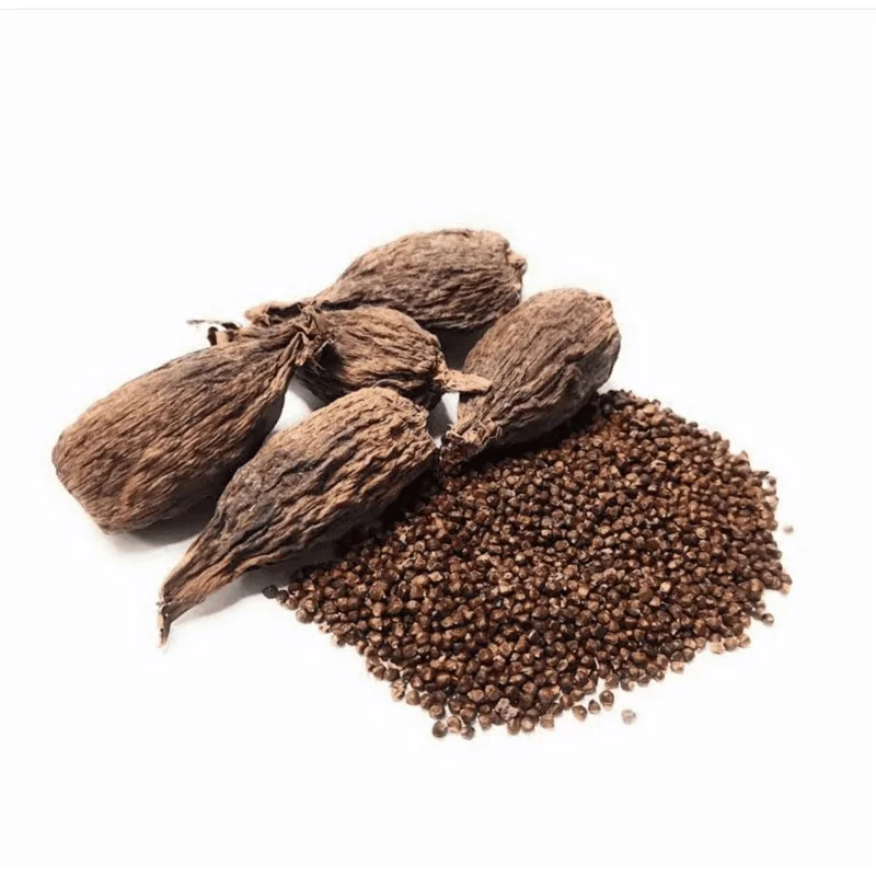 Grains of Paradise Live Plant Starter, Alligator Pepper, 4-8 Inch Tall, Perennial Grains of Paradise Live Plant Starter, Alligator Pepper, 4-8 Inch Tall, Perennial - Image 1