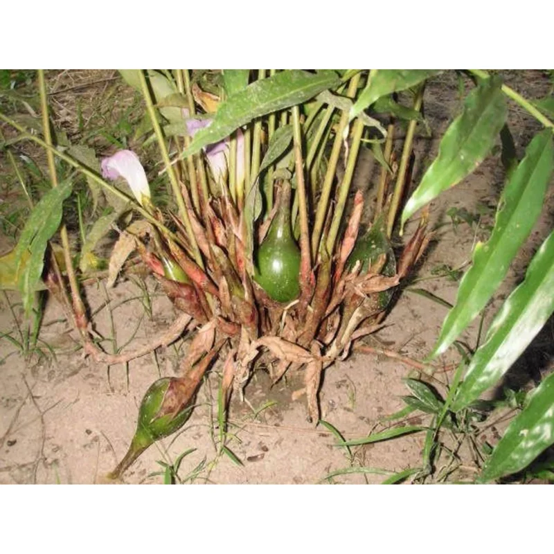 Grains of Paradise Live Plant Starter, Alligator Pepper, 4-8 Inch Tall, Perennial Grains of Paradise Live Plant Starter, Alligator Pepper, 4-8 Inch Tall, Perennial - Image 5