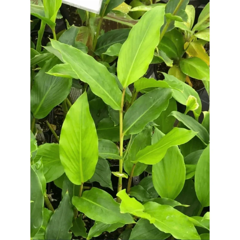 Grains of Paradise Live Plant Starter, Alligator Pepper, 4-8 Inch Tall, Perennial Grains of Paradise Live Plant Starter, Alligator Pepper, 4-8 Inch Tall, Perennial - Image 6