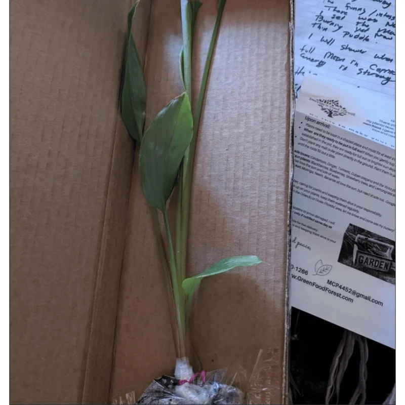 Grains of Paradise Live Plant Starter, Alligator Pepper, 4-8 Inch Tall, Perennial Grains of Paradise Live Plant Starter, Alligator Pepper, 4-8 Inch Tall, Perennial - Image 7