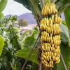 Grand Nain Banana Live Plant – Tropical Fruit Tree – 4-10" Tall – Edible Landscape Grand Nain Banana Live Plant – Tropical Fruit Tree – 4-10" Tall – Edible Landscape - Image 1