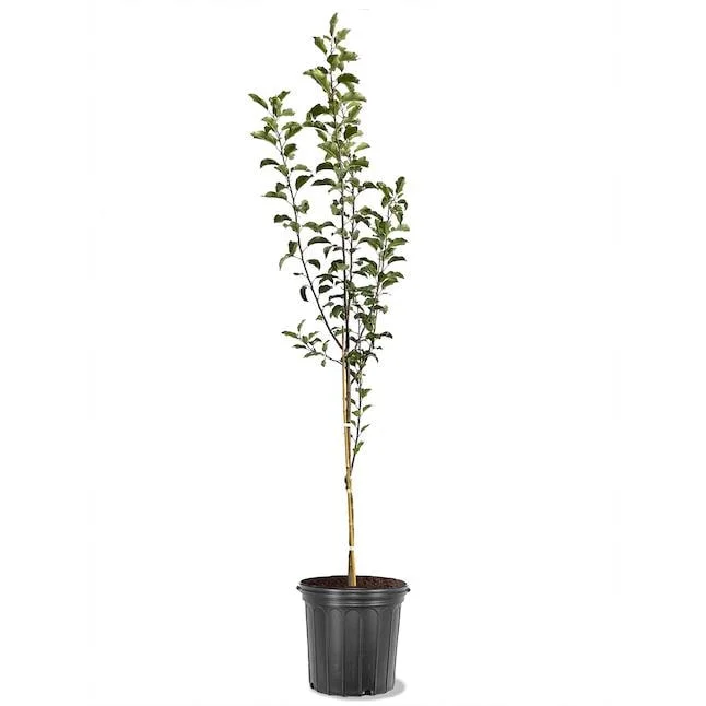 Granny Smith Apple Tree – Live Plant, Green Fruit, 3-4 Ft Tall, 5 gal Pot - Image 2